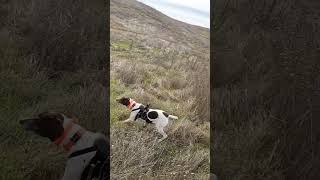 Stella is pure adrenaline pointer birdhunting birddog huntingdog gsp hunting gundog hunt [upl. by Rozanne]