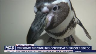 You too can have a close encounter with a penguin [upl. by Hacceber170]