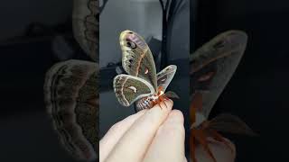 cecropia moth InsecthausTV [upl. by Idette]