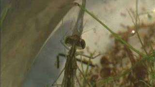 Damselfly larva preying on fish [upl. by Anay743]