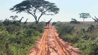 Murchison Falls National Park [upl. by Nnaillek]