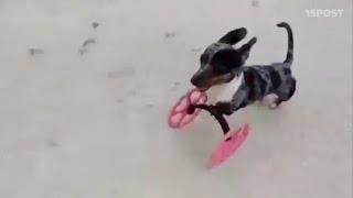 Perrito con dos patas recupera movilidad con carrito impreso en 3D [upl. by Boles]