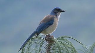 Woodhouses ScrubJay and its Call [upl. by Marrin329]