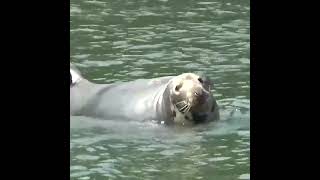 Grey Seal Chilling on the River seals sealife river cornwall falmouth marinemammals [upl. by Aleafar482]