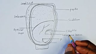 How To Draw Structure of a Maize Seed  Easy Drawing step by step [upl. by Templa503]