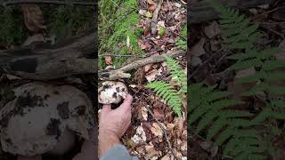 La potenza del porcino Boletus edulis vs branch [upl. by Annaer]