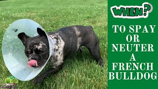 When Should I Spay or Neuter my French BulldogFrenchton [upl. by Eikcor808]