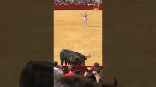 TORERO Y TORO FALLA EN VALENCIA [upl. by Yelknirb]