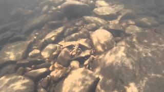 Crayfish Swimming in Slow Motion [upl. by Alyn]