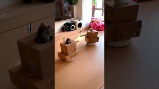 🐱 Funny cute cat  Part9 [upl. by Dis]