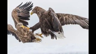 The Life of Eagles in Rausu Japan 2016 羅臼のオオワシとオジロワシ [upl. by Dona]