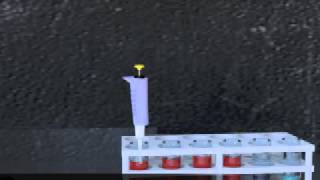 Gel Electrophoresis Animation [upl. by Johppa380]