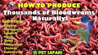 How to Produce Thousands of Bloodworms [upl. by Berlinda]