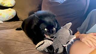 Schipperke Goes Absolutely Crazy Over New Toy [upl. by Naginnarb]