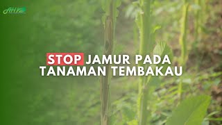 cegah serangan phytophtora pada tanaman tembakau [upl. by Mauldon]