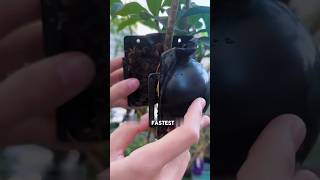 Osmanthus propagation sphagnum moss high pressure method osmanthus HighPressuremethod pruning [upl. by Lemal]