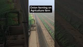 Onion farming on Agriculture farm 2024 [upl. by Dupuy]