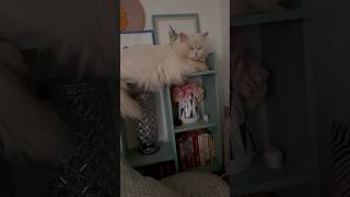 Fluffy cat on the shelf catlife meow catlovers gatos fyp persiancat fluffycat [upl. by Macdermot]