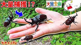 【昆虫】カブトムシやクワガタがボロボロ獲れる場所！？ヘラクレスオオカブトの幼虫やレアな虫を大量捕獲！虫とり・おでかけ・生き物・子供向け知育教育★サンサンキッズTV★ [upl. by Ecneitap]