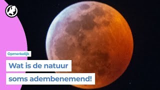 Genieten van de superbloedmaan [upl. by Enyamrahs]