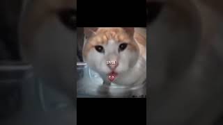 Mewing Cat 🤫🧏🏻‍♂️ shortsvideo capcut [upl. by Athene]