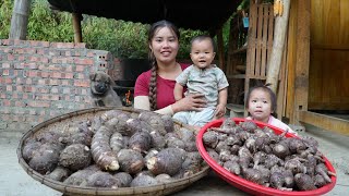 Harvesting giant taro boiling it and bringing it to the market to sell  with my little son [upl. by Vtehsta]