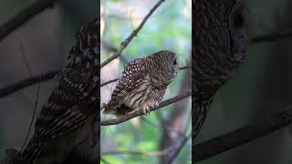 Barred Owls calling on a midOctober afternoon in Kentucky [upl. by Filler489]