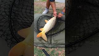 Power Plant Lake Carp Fishing Shorts Fishing CarpFishing [upl. by Auric]