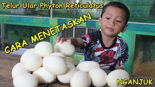 Proses Menetaskan Telur Ular Python Reticulatus ll The process of taking Python Reticulatus Eggs [upl. by Anima]