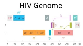 HIV genomic structure and function [upl. by Jarrid]