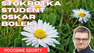 Stokrotka Student Oskar Bolek  Pogodne Szorty 140 [upl. by Arrac]