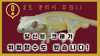 온도관리 잘못하다가는 개체가 위험할 수 있습니다 크레스티드 게코 온도 및 습도는 이렇게 관리해야 합니다 [upl. by Yerffej705]