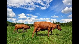 Bovine Veterinarian Corrects Abomasal Displacement in Cow [upl. by Berna794]