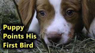 Brittany Spaniel Puppy Pointing His First Bird [upl. by Lewie]