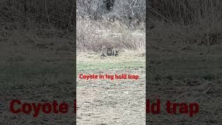 Coyote in leg hold trap in my yard predator trapping coyote trapping [upl. by Thedric]