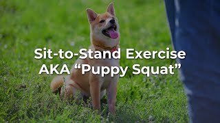 Sit to Stand Exercise A Rehabilitation Technique for your Dog [upl. by Cassius463]