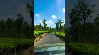 Hidden routes of Nilgiri hills🏔️nilgirihills vacation [upl. by Wiltsey]