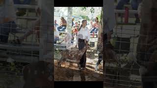 Country Women Poised for Success in the Ring countrymusic countrylife shorts farmlife goat [upl. by Htrow]