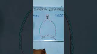 Breathing Mechanism Full video in profile anatomy biology [upl. by Esilrahc]