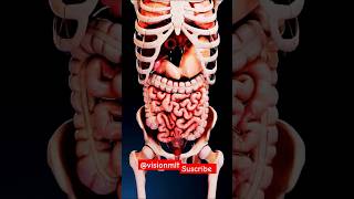 Peristalasis and segmentationthe intricate movements of the gut [upl. by Leveroni]