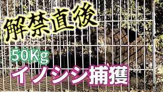 猟解禁後１週間でイノシシ捕獲！ [upl. by Windham]