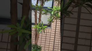 羅漢松 P macrophyllus 羅漢松（Podocarpus macrophyllus Thunb Sweet） VID20240830113349 [upl. by Zane]