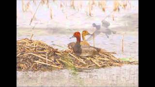 Birds of the Prairie Coteau [upl. by Yelnats399]