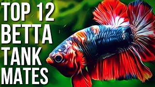 Top 12 Best Betta Fish Tank Mates  Betta Tank Mates You Can Try [upl. by Nylhsa]