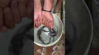 ഫിഷ് ടാങ്കിൽ രാജവെമ്പാല😱  eal fish tank cleaning  eal  native monster fish  yadhu bro [upl. by Aneloj286]