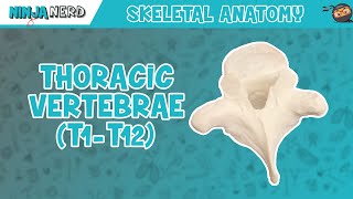 Thoracic Vertebrae T1T12 Anatomy [upl. by Eeroc]