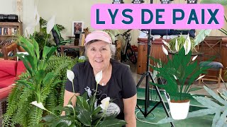 Comment prendre soin dun lys de paix  capsule horticole [upl. by Ilatfen222]