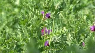 Cotswold Seeds First Hand Vetch [upl. by Labotsirc679]