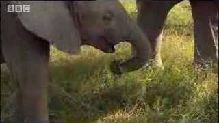 Baby elephants eating dung  BBC wildlife [upl. by Joelie]