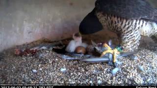 Peregrine Falcon Eyas Being Fed YellowBilled CuckooUnion County Courthouse [upl. by Sontag644]